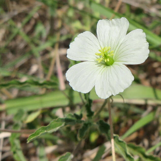 Image of Monsonia glauca Knuth