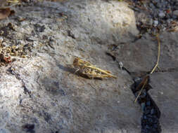 Image of Hippopedon gracilipes (Caudell 1905)