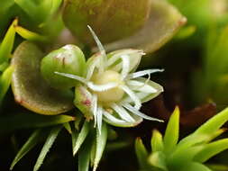 Image of Stellaria parviflora Banks & Soland. ex Hook. fil.