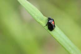 Image of Hindoloides bipunctata (Haupt 1924)