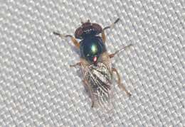 Image of Picture-winged fly