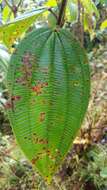 Image de Oxyspora paniculata (D. Don) DC.