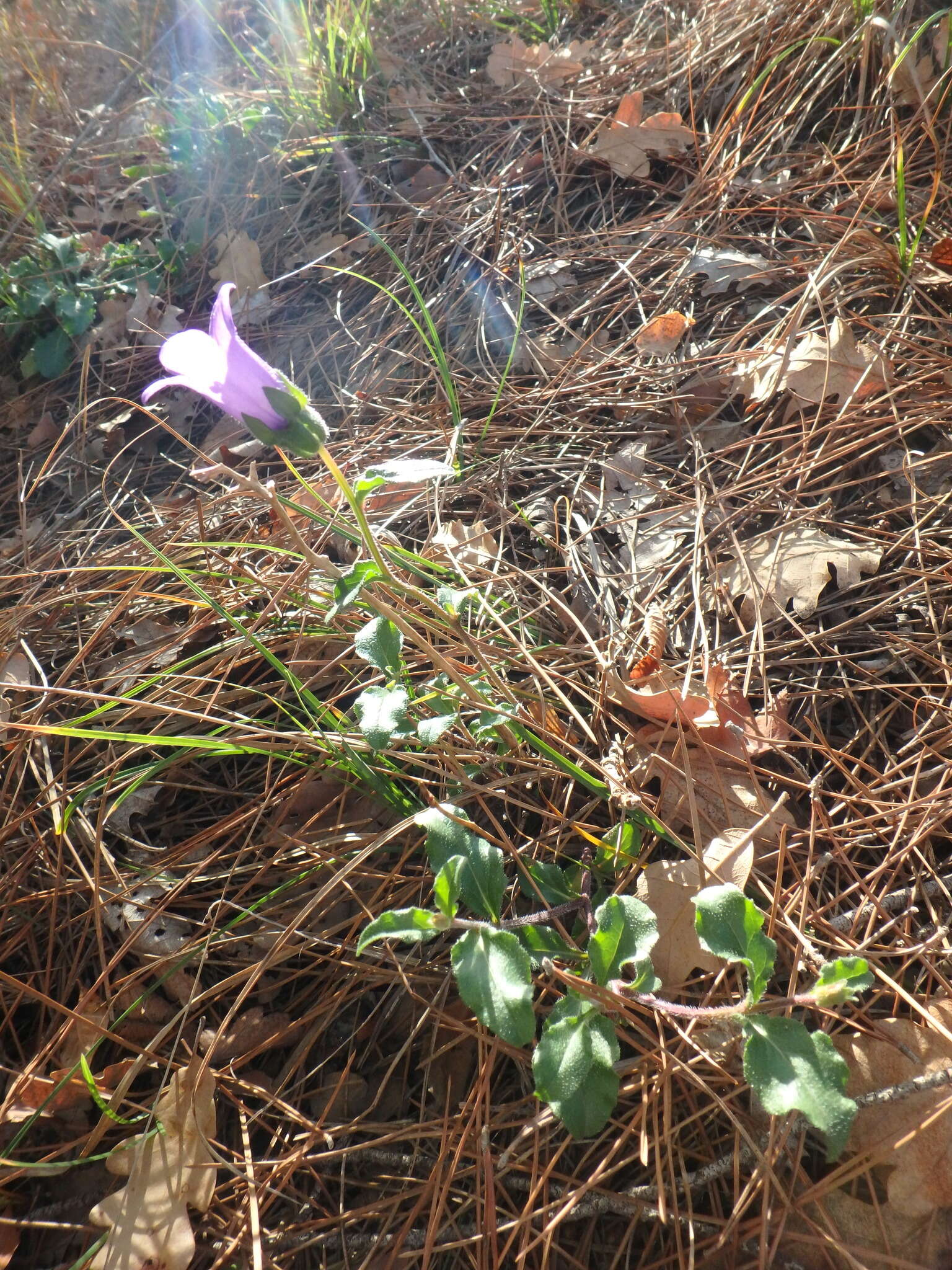 Image of Campanula komarovii Maleev