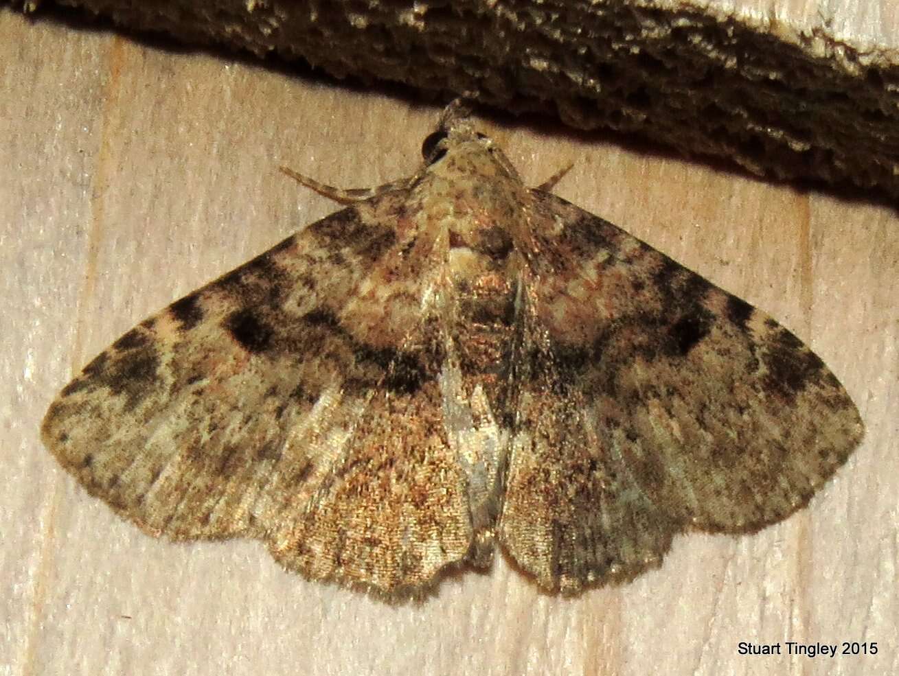 Image of Four-spotted Fungus Moth