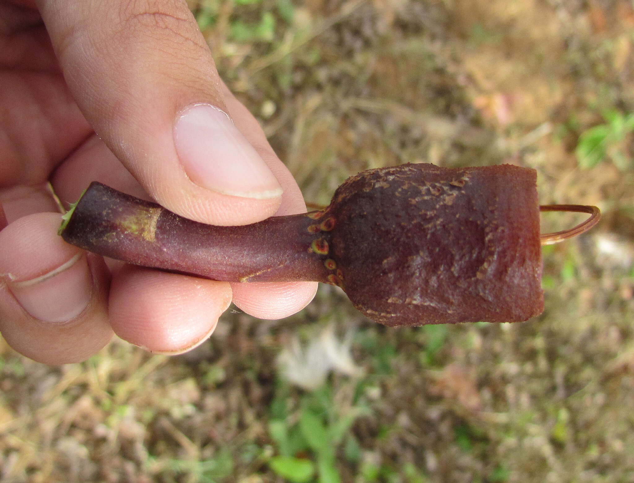 Image of Pseudobombax parvifolium Carv.-Sobr. & L. P. Queiroz