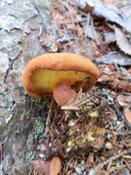 Imagem de Buchwaldoboletus lignicola (Kallenb.) Pilát 1969