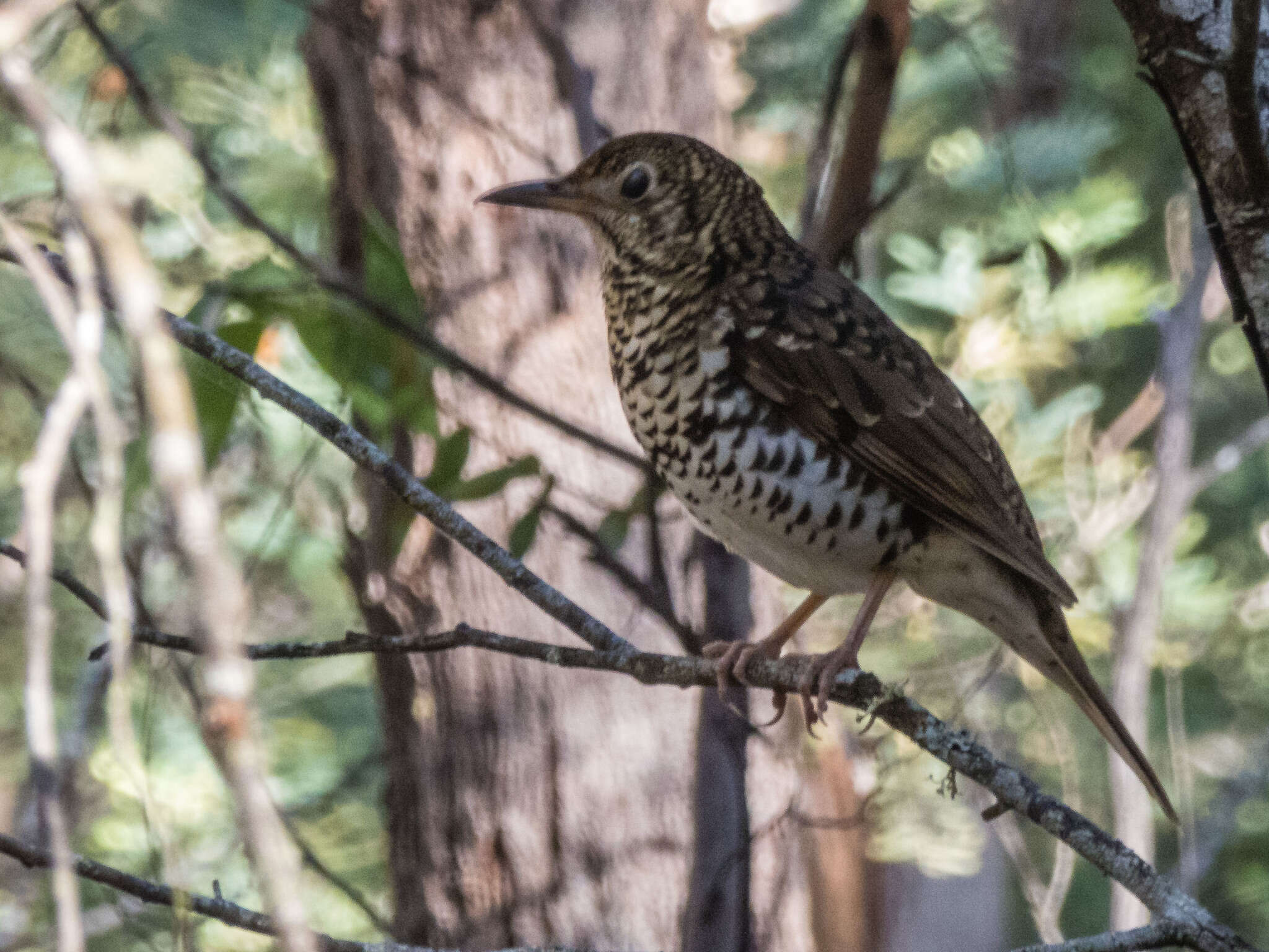 Image of Bassian Thrush