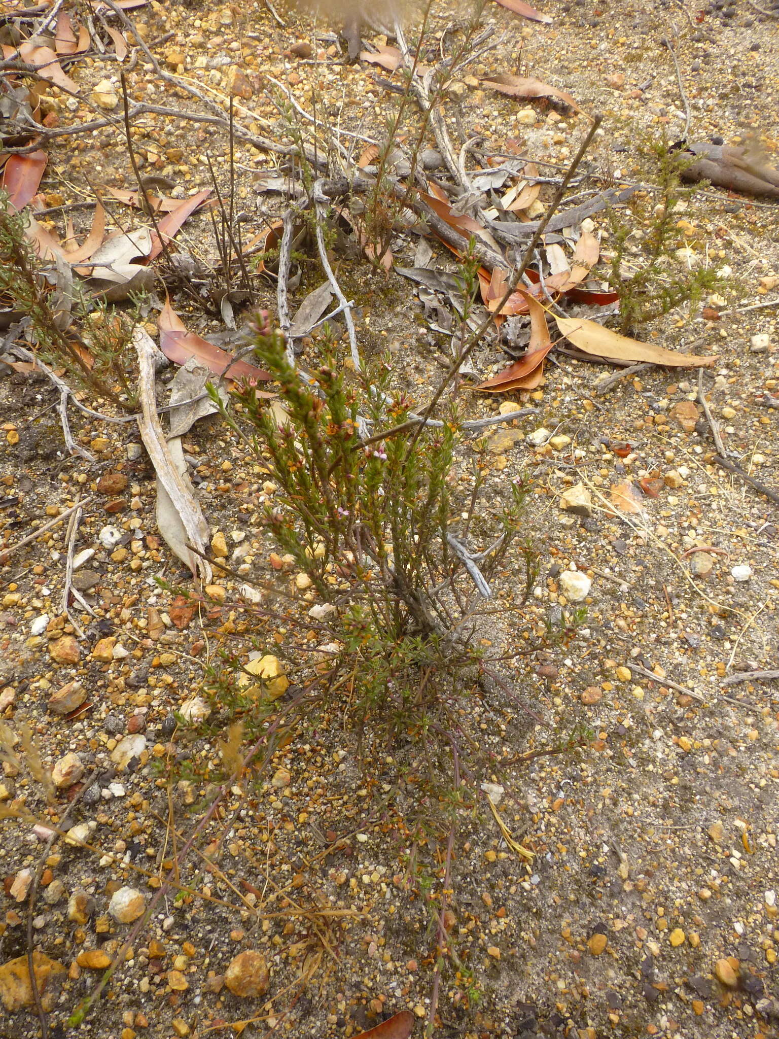 Image of Muraltia ericoides (Burm. fil.) Steud.