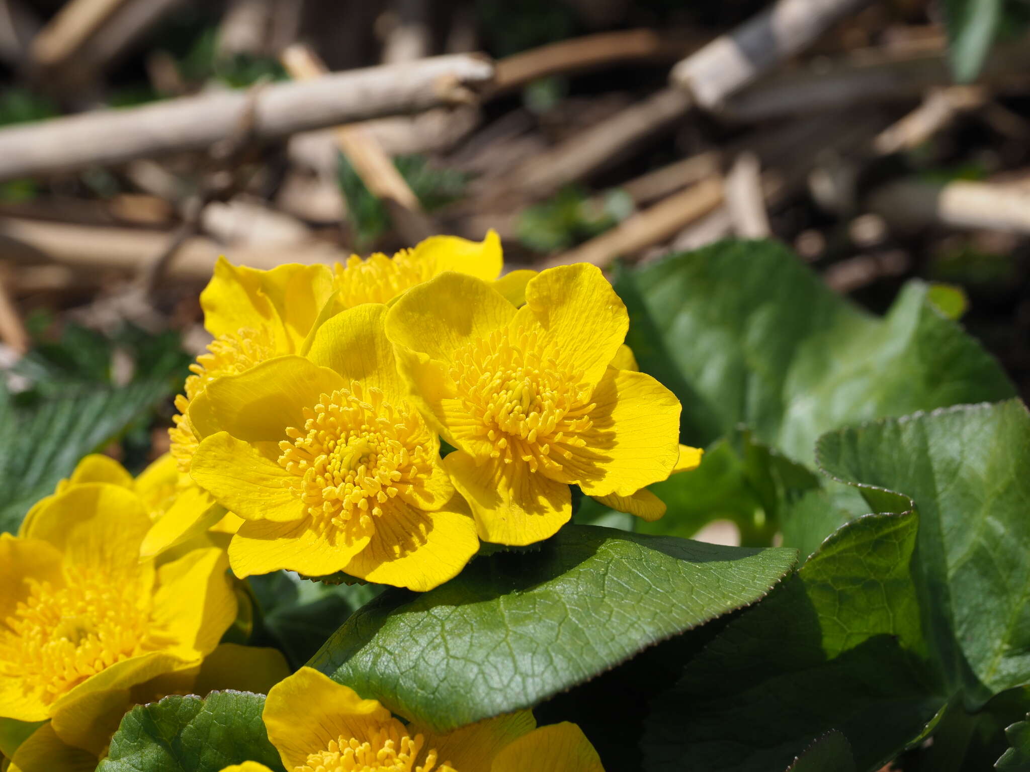 Caltha palustris var. barthei Hance的圖片