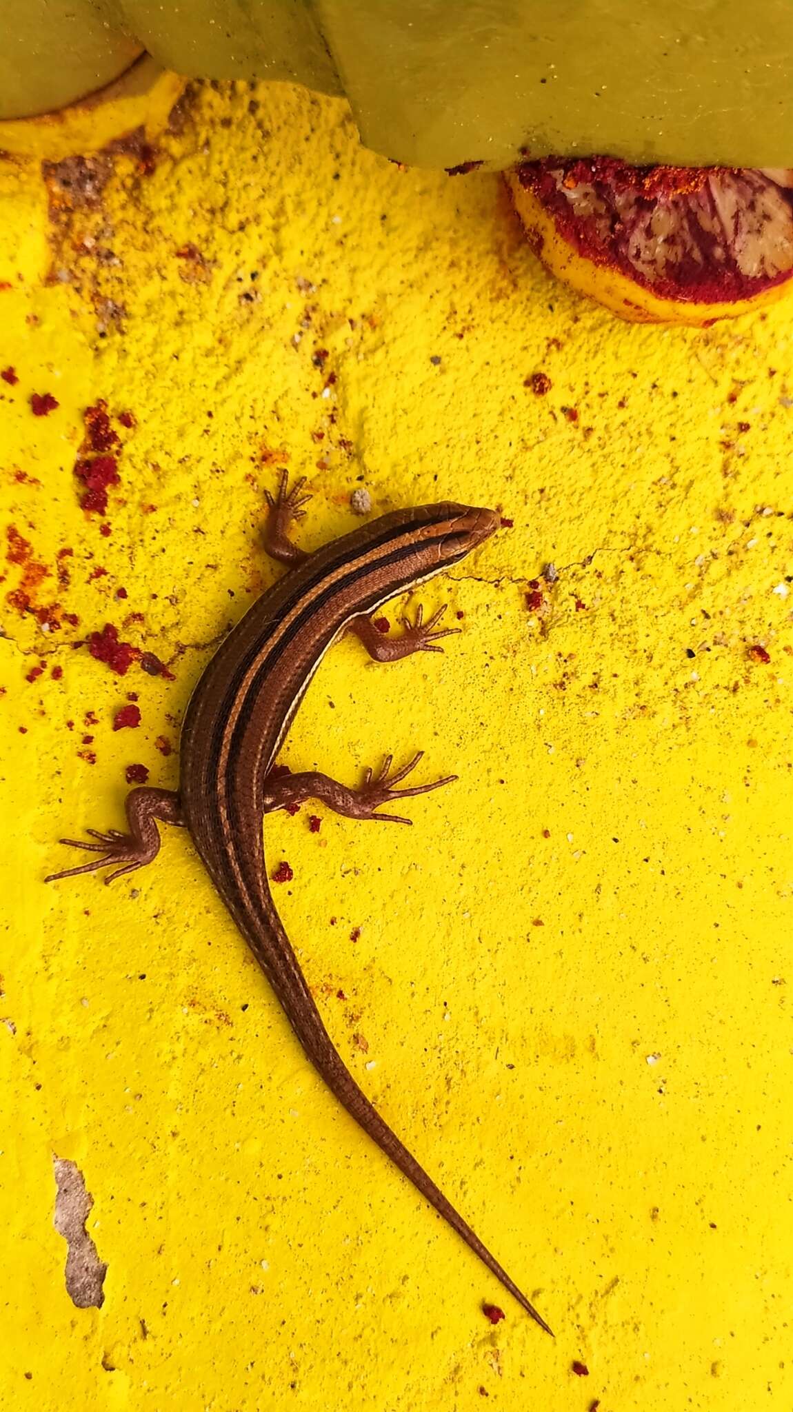 Image of Bibron's Skink