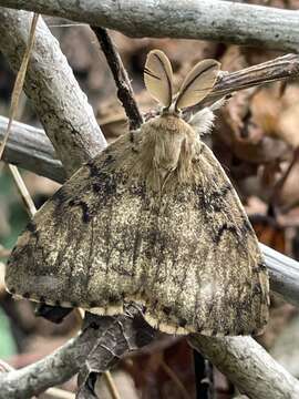 Image of Lymantria dispar japonica Motschulsky 1860