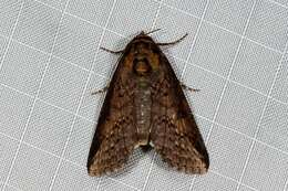 صورة Lophoptera abbreviata Walker 1865