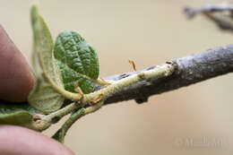 Image of Quercus mexicana Bonpl.