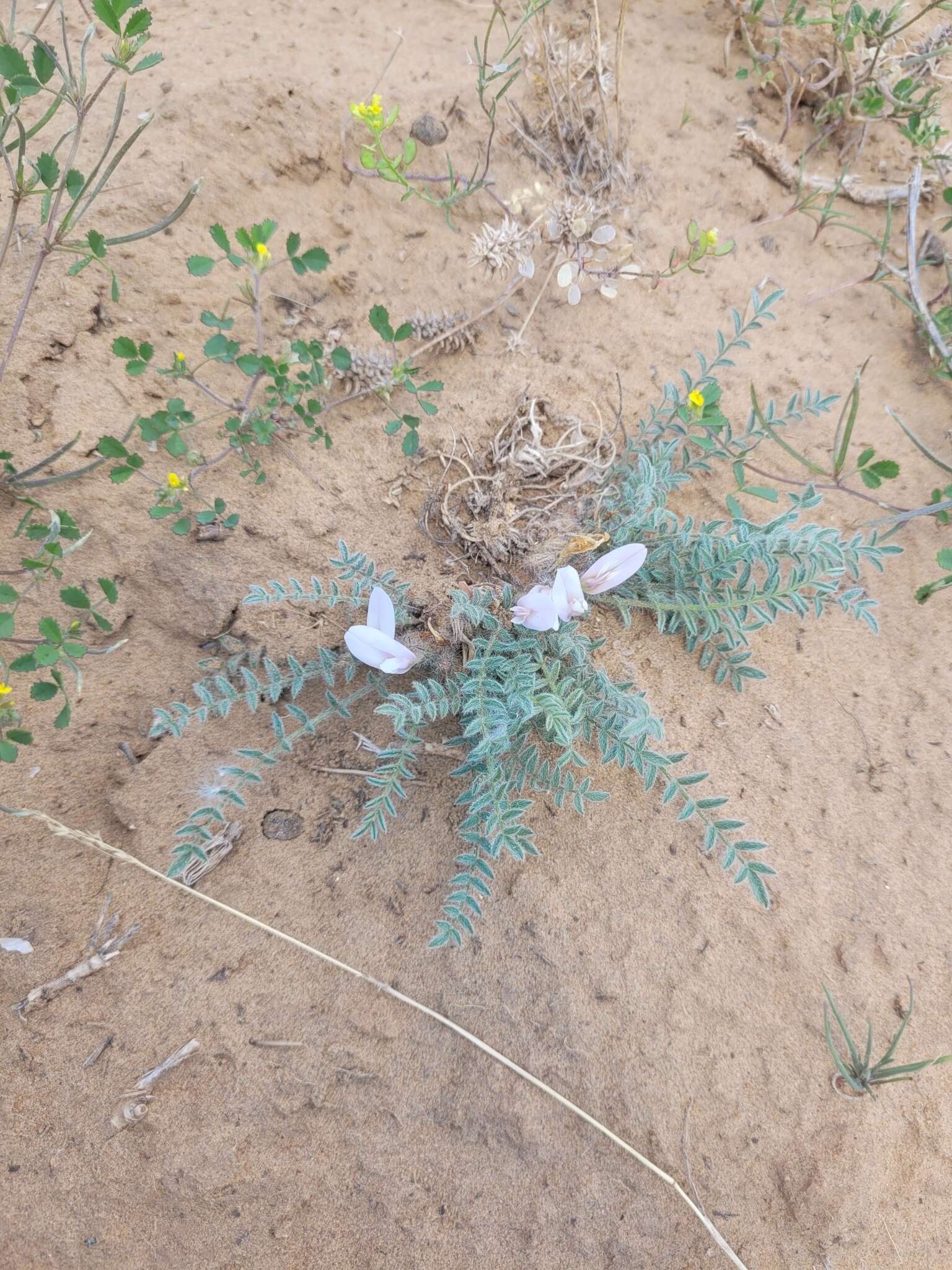 Image of Astragalus dolichophyllus Pall.