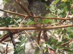 Plancia ëd Desmanthus covillei (Britton & Rose) B. L. Turner