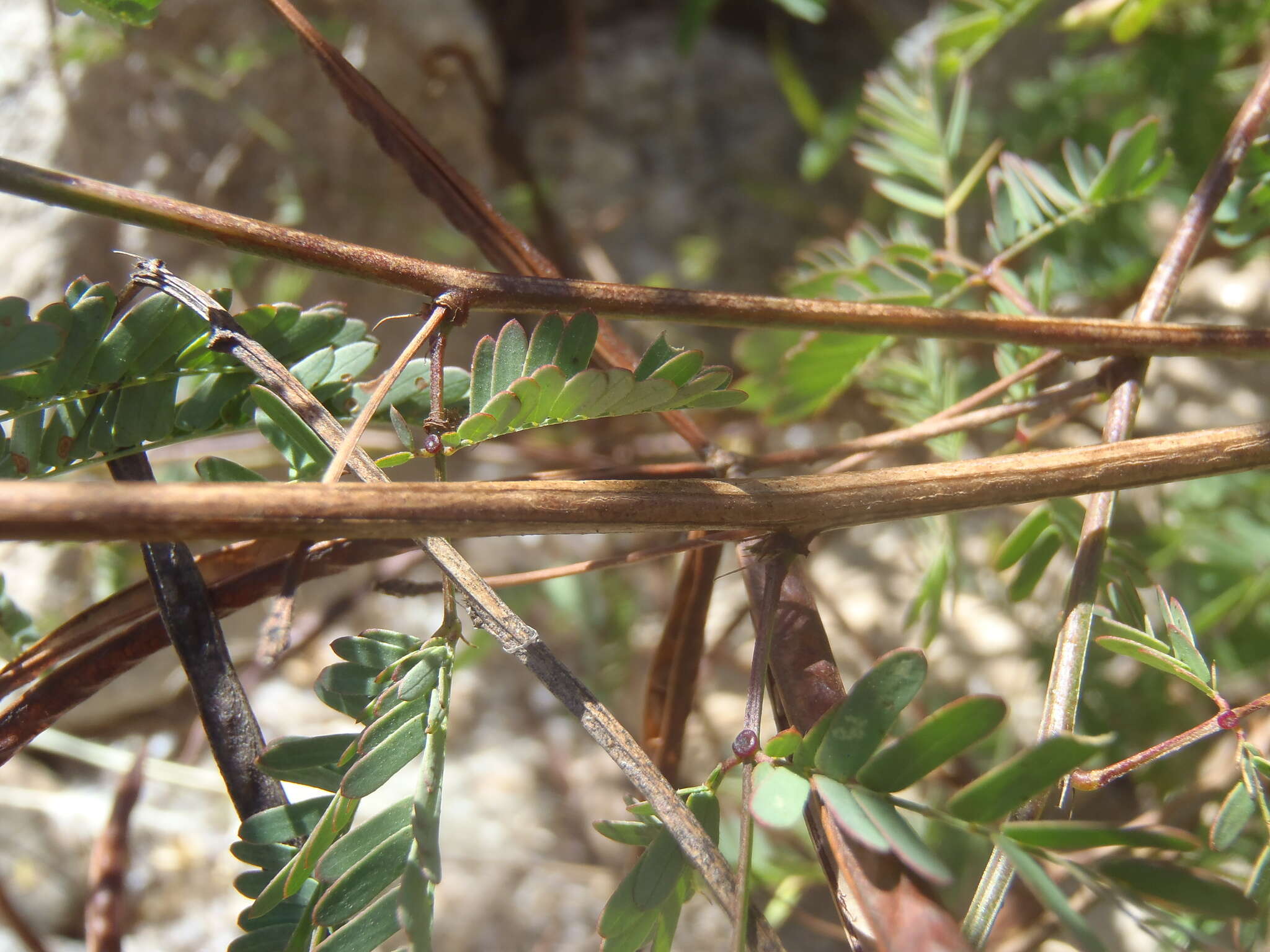 Plancia ëd Desmanthus covillei (Britton & Rose) B. L. Turner