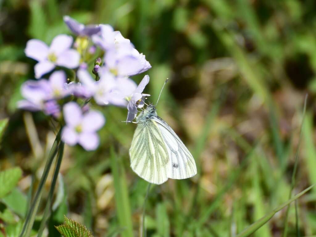 Plancia ëd Pieris napi (Linnaeus 1758)