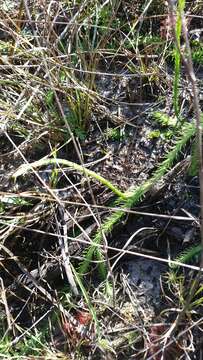 Image of foxtail clubmoss