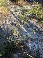 Image of jeweled blue-eyed grass