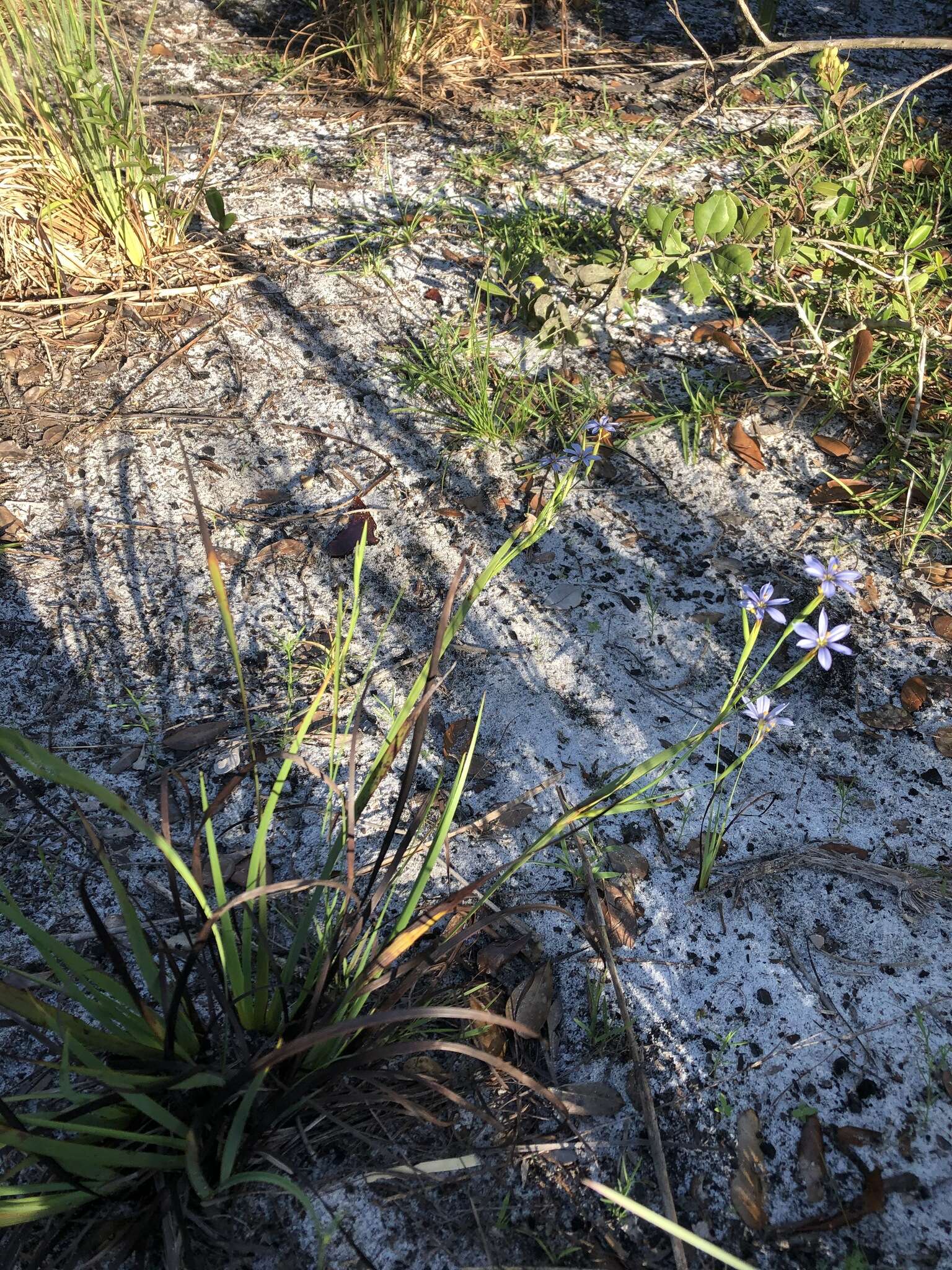 Image of jeweled blue-eyed grass