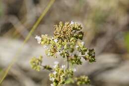 Imagem de Origanum vulgare subsp. viridulum (Martrin-Donos) Nyman