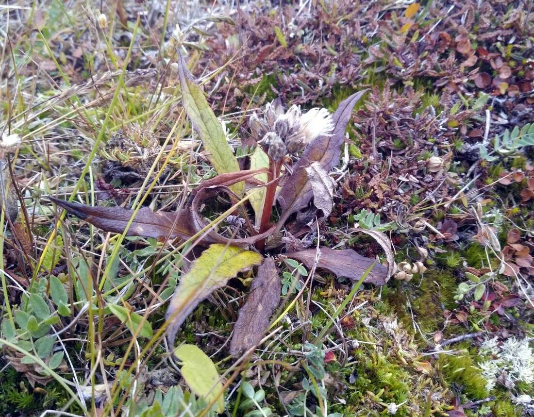 Image of Saussurea tilesii (Ledeb.) Ledeb.