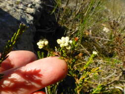 Image of Phylica imberbis Berg.