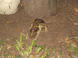 Image of Argentine toad