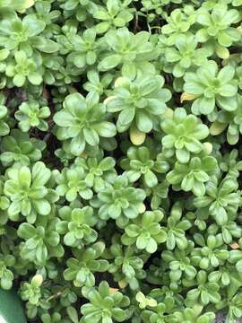 Image of Sedum kimnachii V. V. Byalt