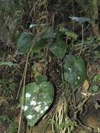 Image of Asarum hypogynum Hayata