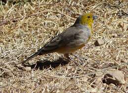 Image of Citron-headed Yellow Finch