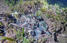 Image of Caribbean reef octopus