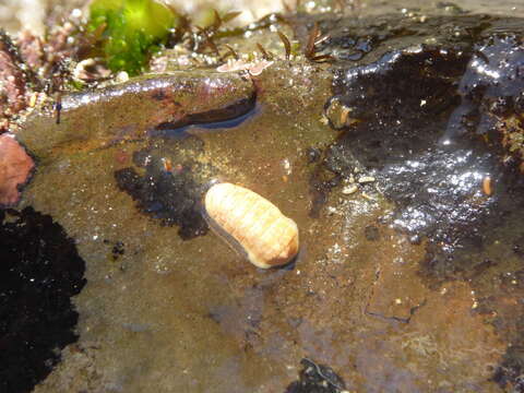 Imagem de Leptochiton rugatus (Carpenter ex Pilsbry 1892)