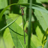 Imagem de Lestes inaequalis Walsh 1862