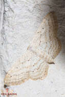 Image de Idaea elongaria Rambur 1833