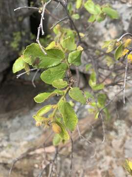 Image of Giant raisin