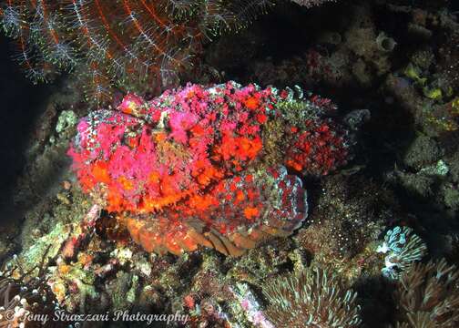 Image of Reef stonefish