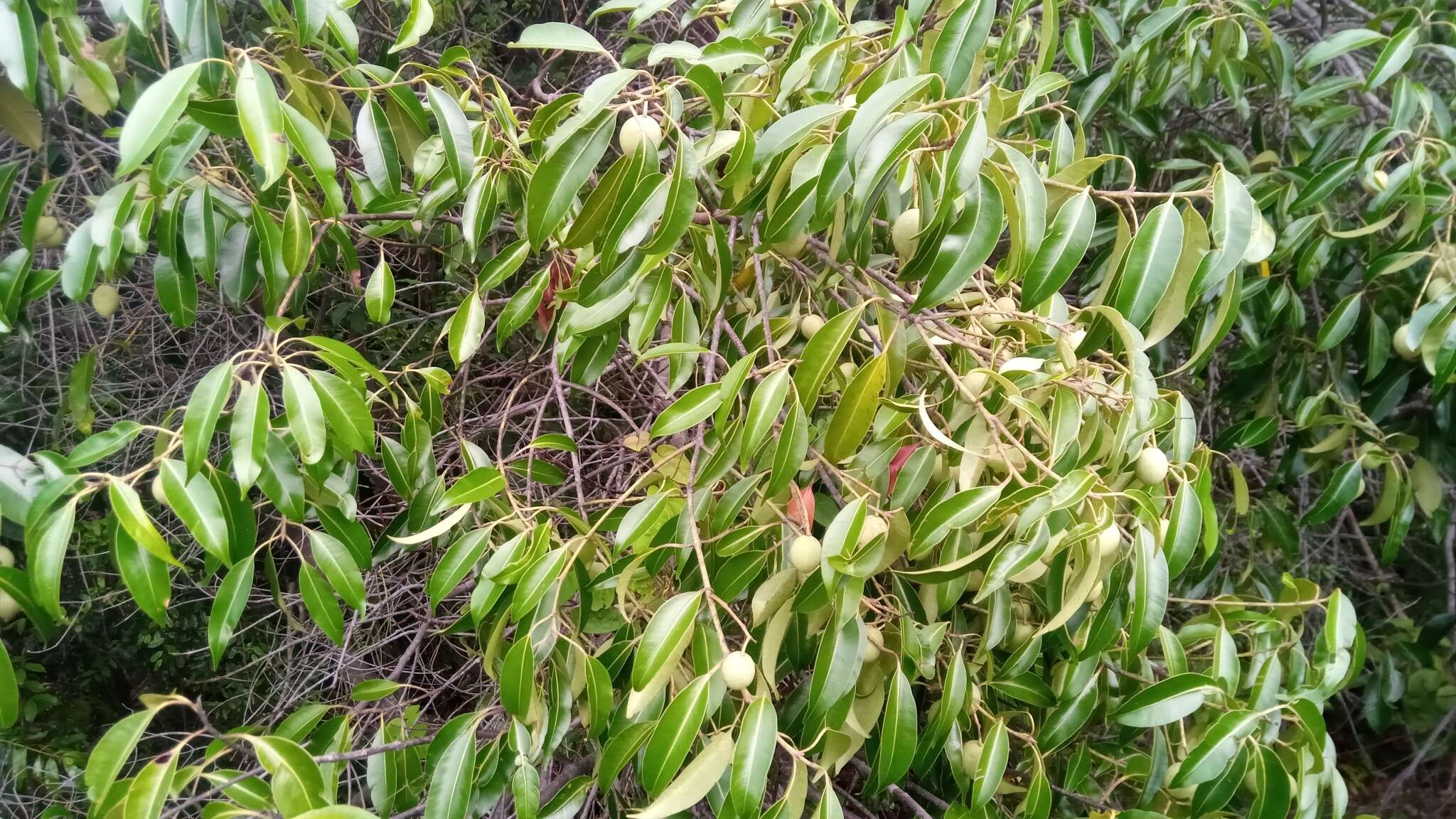 Image de Calophyllum vernicosum P. F. Stevens