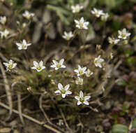 Plancia ëd Sabulina rubella (Wahlenb.) Dillenb. & Kadereit