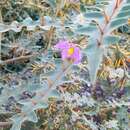 Image of Orange-thorned nightshade