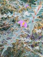 Image of Orange-thorned nightshade