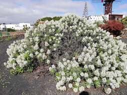 Image of Echium famarae Lems & Holzapfel