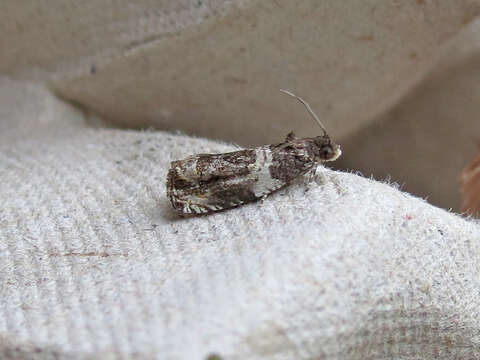 Image of Banded Olethreutes Moth