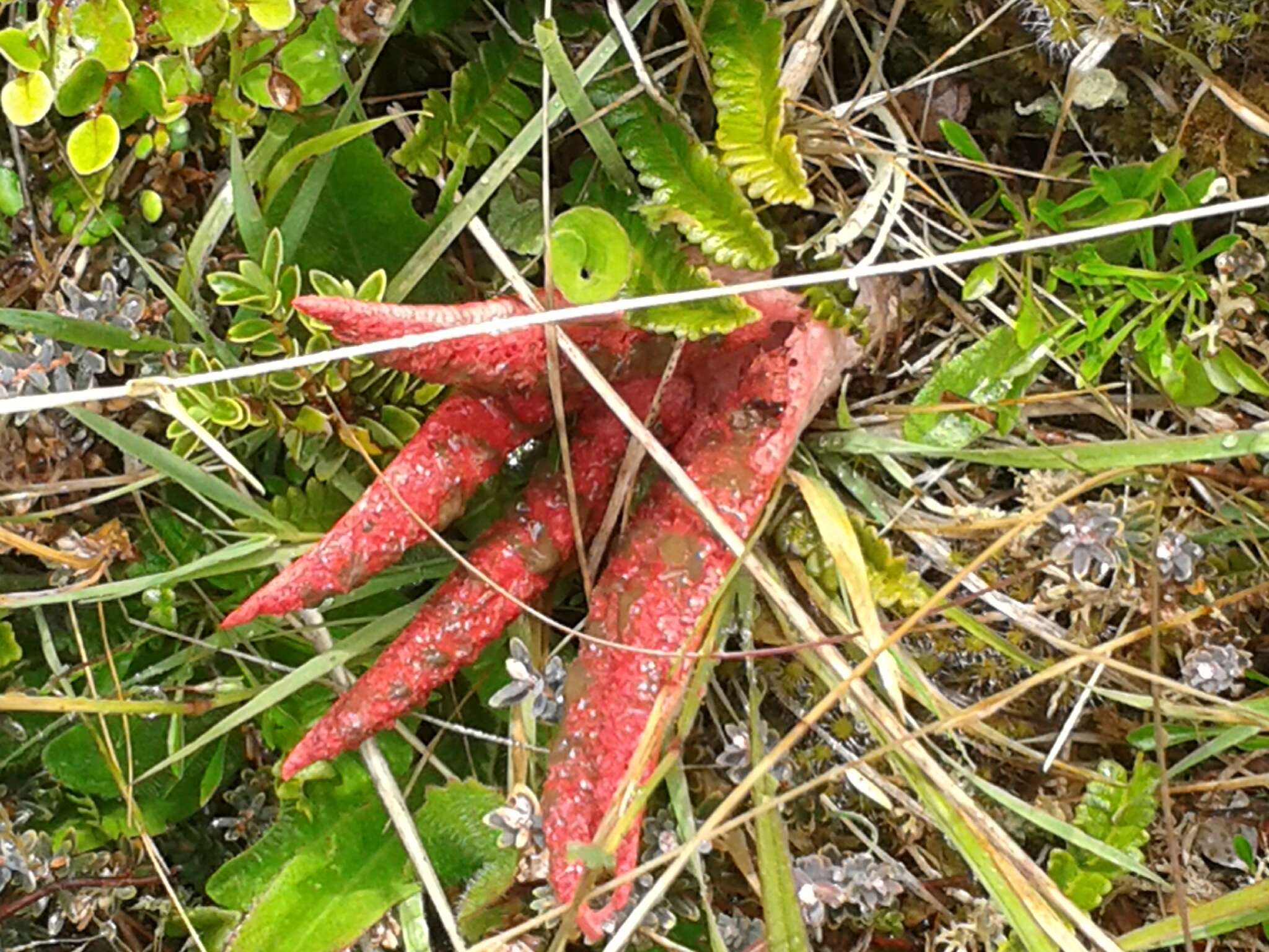 Image of octopus stinkhorn