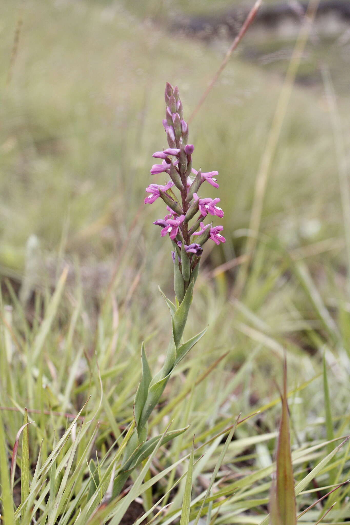 Image of Disa stachyoides Rchb. fil.