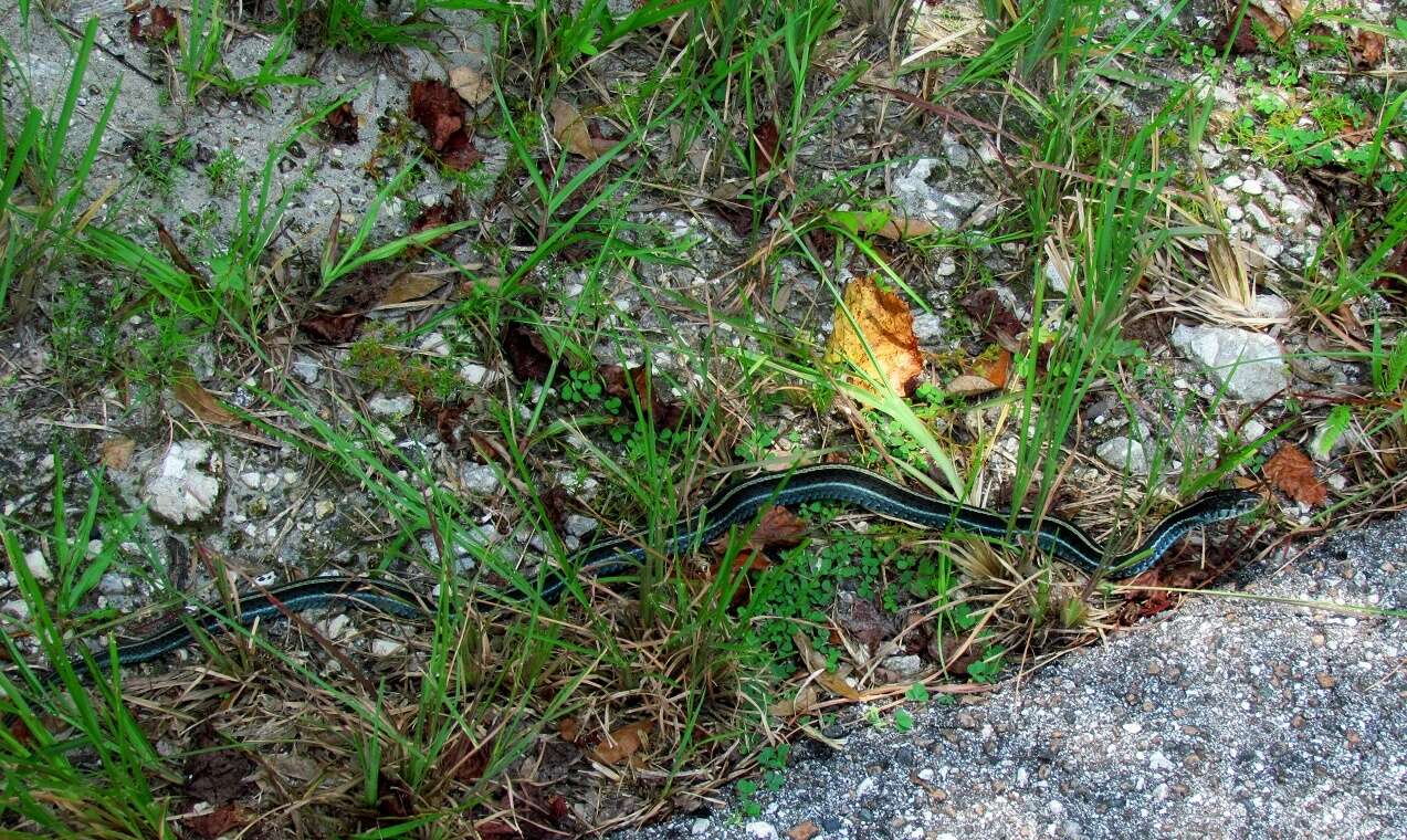 Image of Thamnophis sirtalis similis Rossman 1965