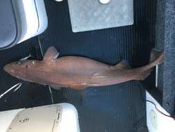 Image of Deepwater Spiny Dogfish