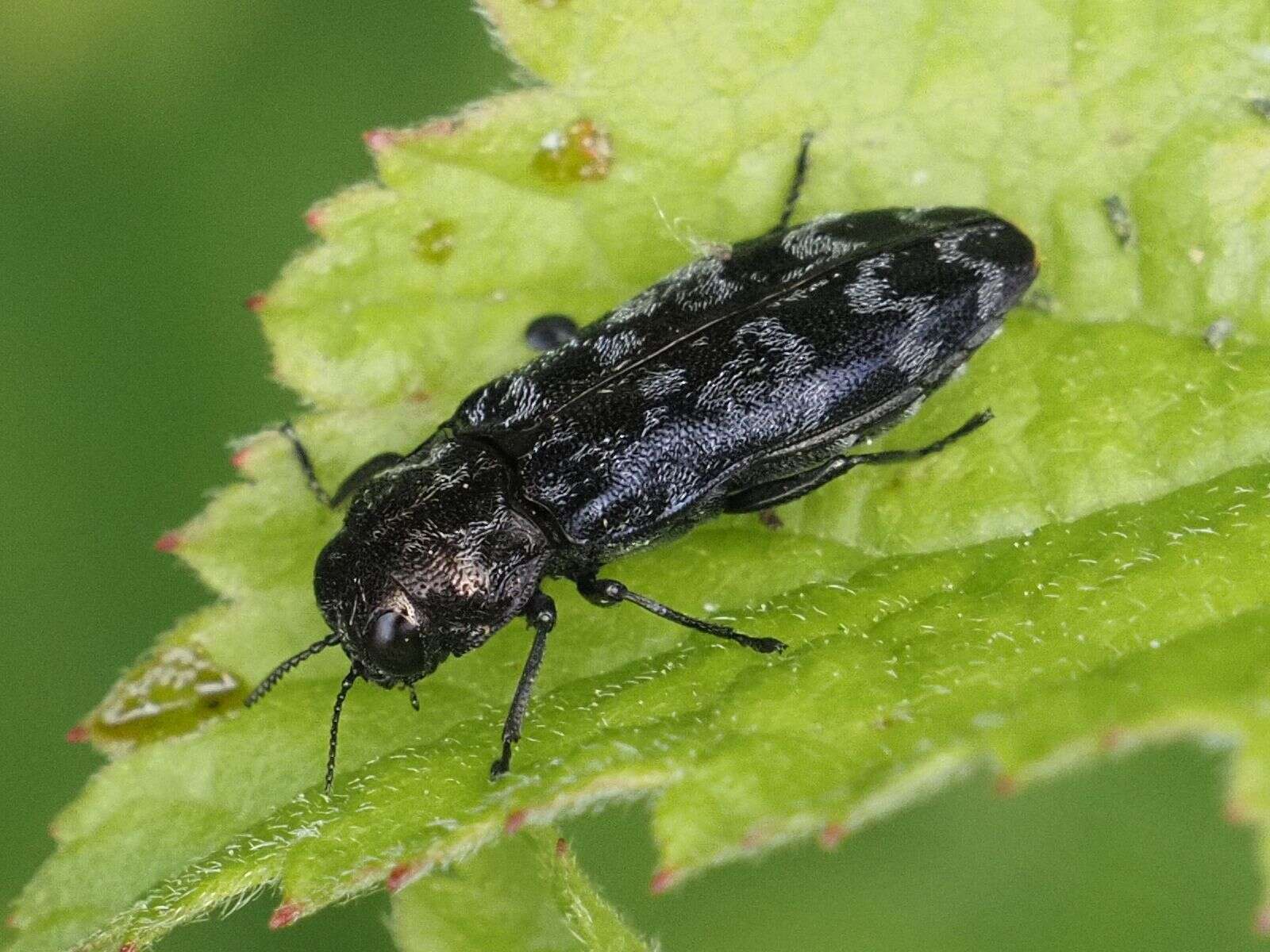 Image of Coraebus rubi (Linnaeus 1767)