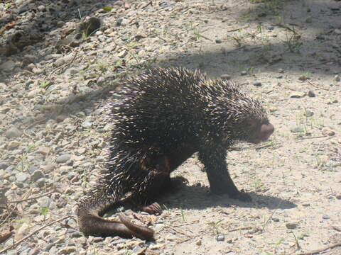 Image of Brazilian Porcupine