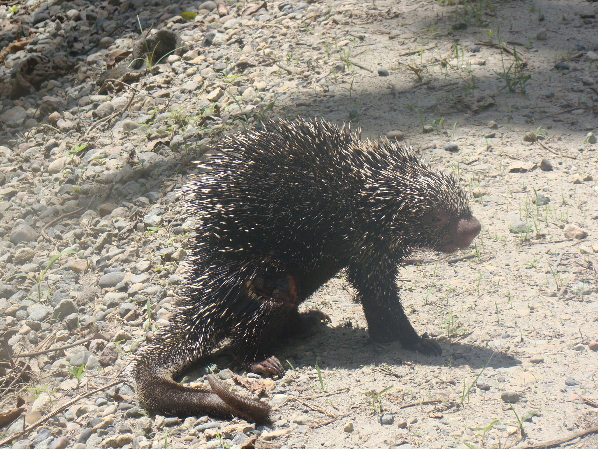 Coendou prehensilis (Linnaeus 1758) resmi